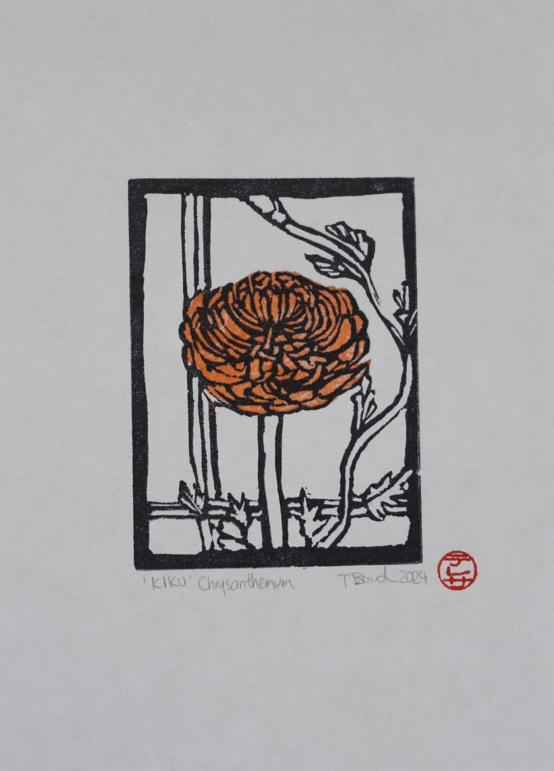 Chrysanthemum 'KIKU'