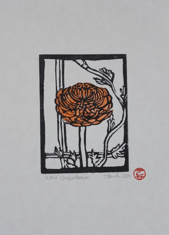Chrysanthemum 'KIKU'