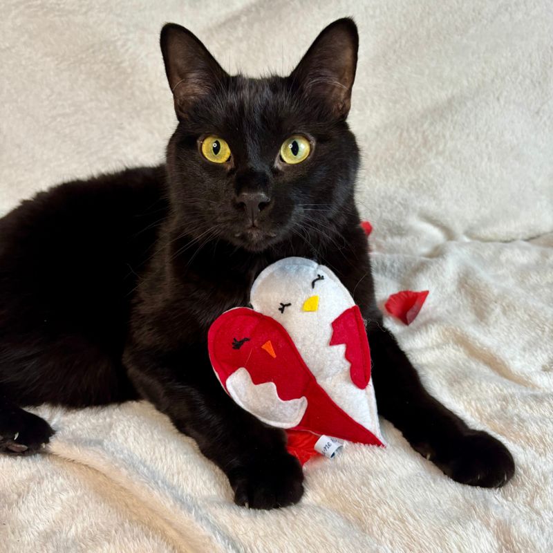 Chat noir avec le jouet Duo d’Amour Ailé aux herbes à chat