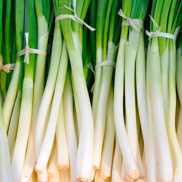 Cebolla larga