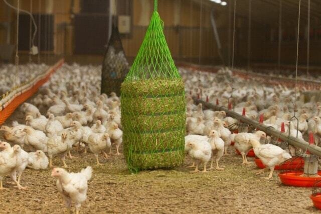 Purina para gallinas ponedoras x1k