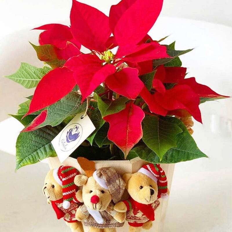 Balde navide�o colombina