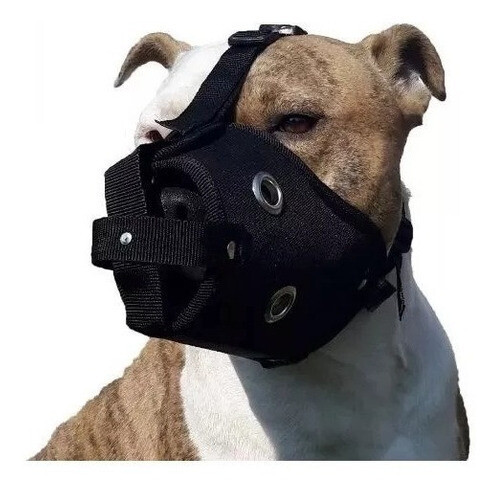 Bozal seg. lona-bull terrier com gr