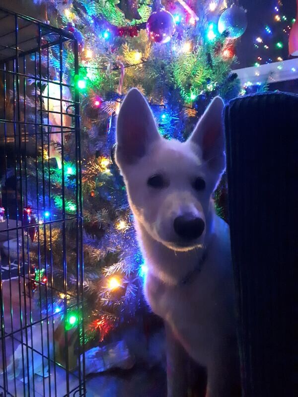 FLASH THE WHITE SHEPHERD