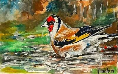 "JILGUERO FELIZ EN UN CHARCO"