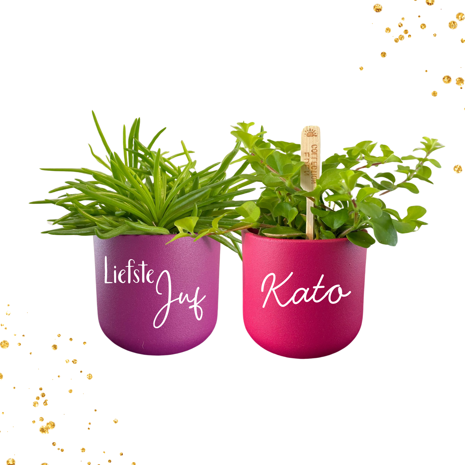 Plantjes bambino mix paars en roos