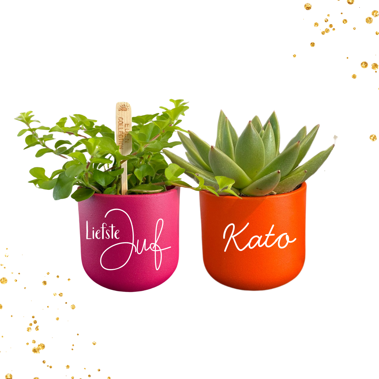 Plantjes bambino mix roos en oranje
