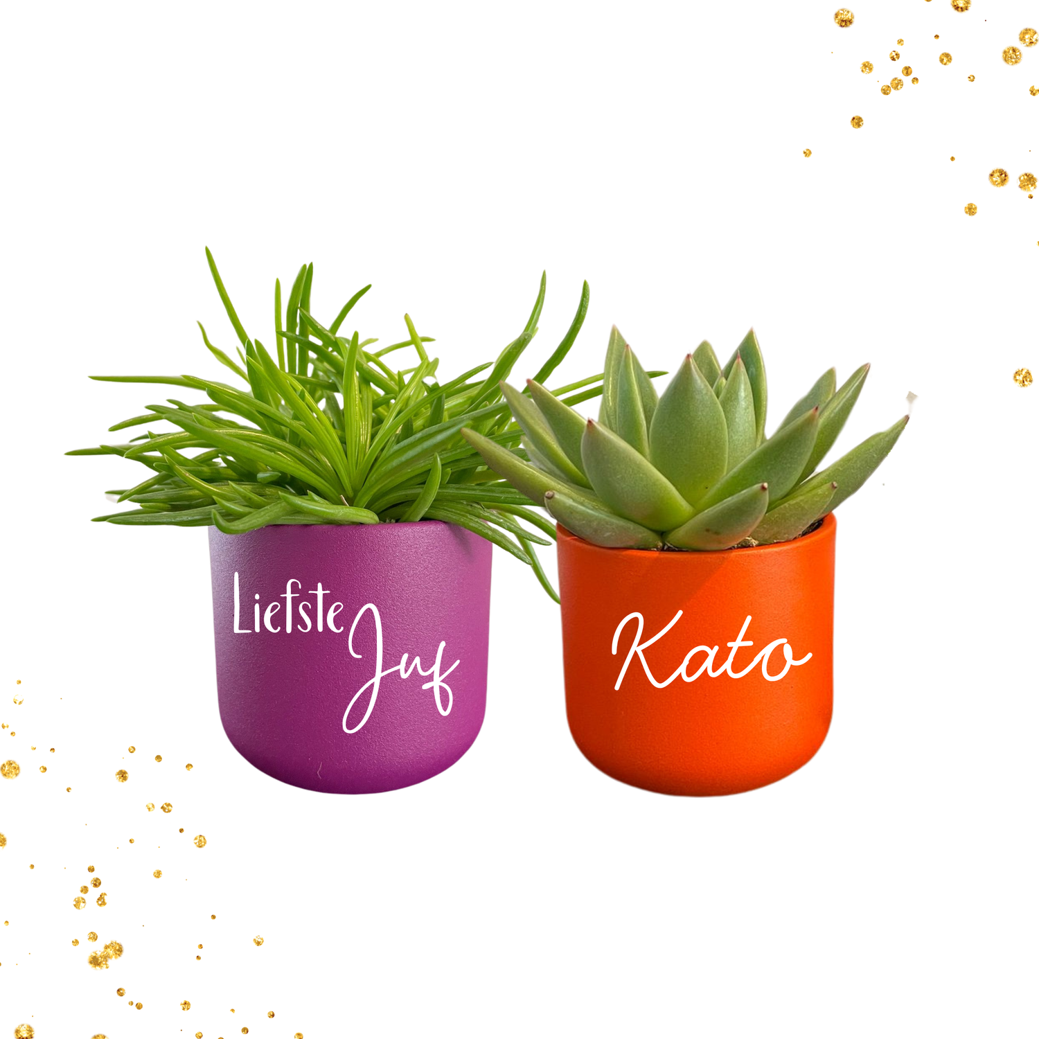 Plantjes bambino mix paars en oranje