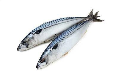 Frozen mackerel  400 /600gr/ (diepvries makreel ) 1 kg