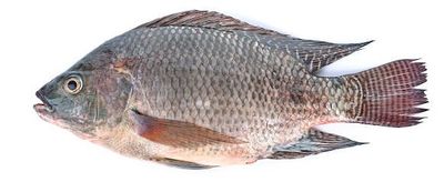 black tilapia  1 x  500/800gr