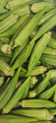 vegetable / groenten