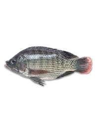 tilapia 600/800gr per piece