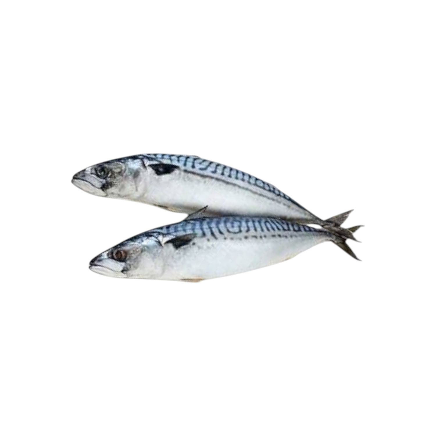 Frozen mackerel  400 /600gr/ (diepvries makreel ) 1 kg