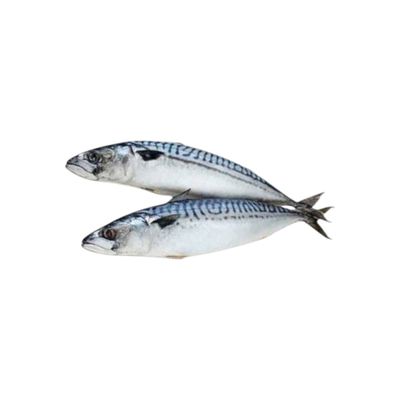 Frozen mackerel 400 /600gr/ (diepvries makreel ) 1 kg Frozen mackerel 400 /600gr/ (diepvries makreel ) 1 kg