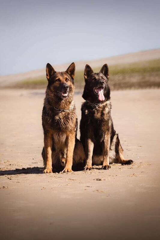 Hond