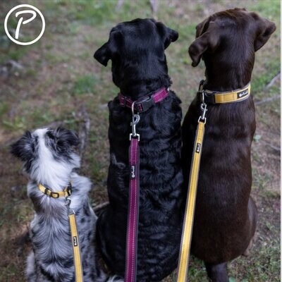 Petlando outdoor trainingsleiband