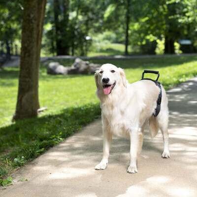 Petsafe carelift rear support harnas zwart
