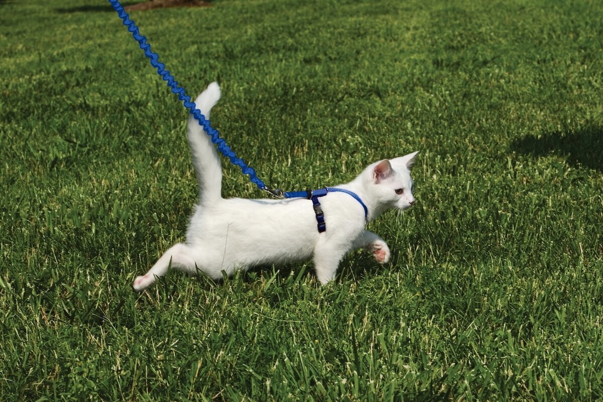 Petsafe EasyWalk Cat Harness met Bungee Leash - Tuigje voor het uitlaten van je kat blauw