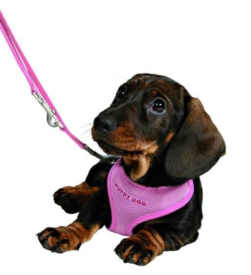 Puppy harnas met leiband