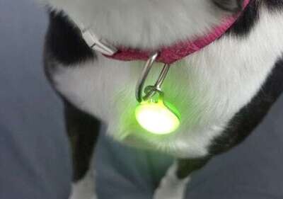 Pet light tag light