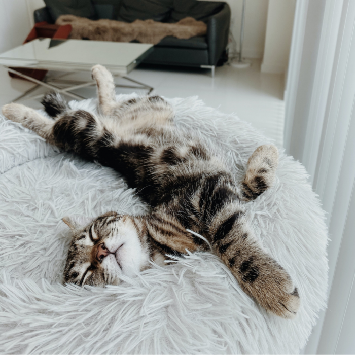 TOPMAST FLUFFY DONUT DIERENMAND - groen - 100 cm