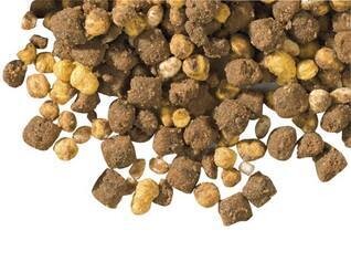 LOBO Energy Special