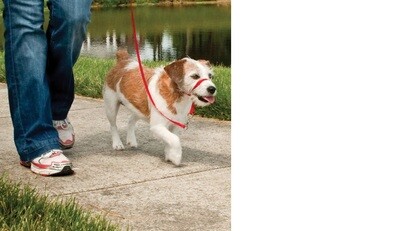 Petsafe easy walk anti-trek rood NU 1+1 GRATIS