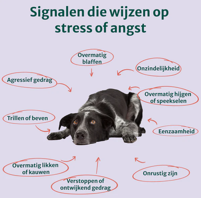 Dogsuppy Anti-Stress &amp; Angst | 60 snoepjes