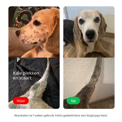 Dogsuppy Omega 3-6-9 Grote Hond