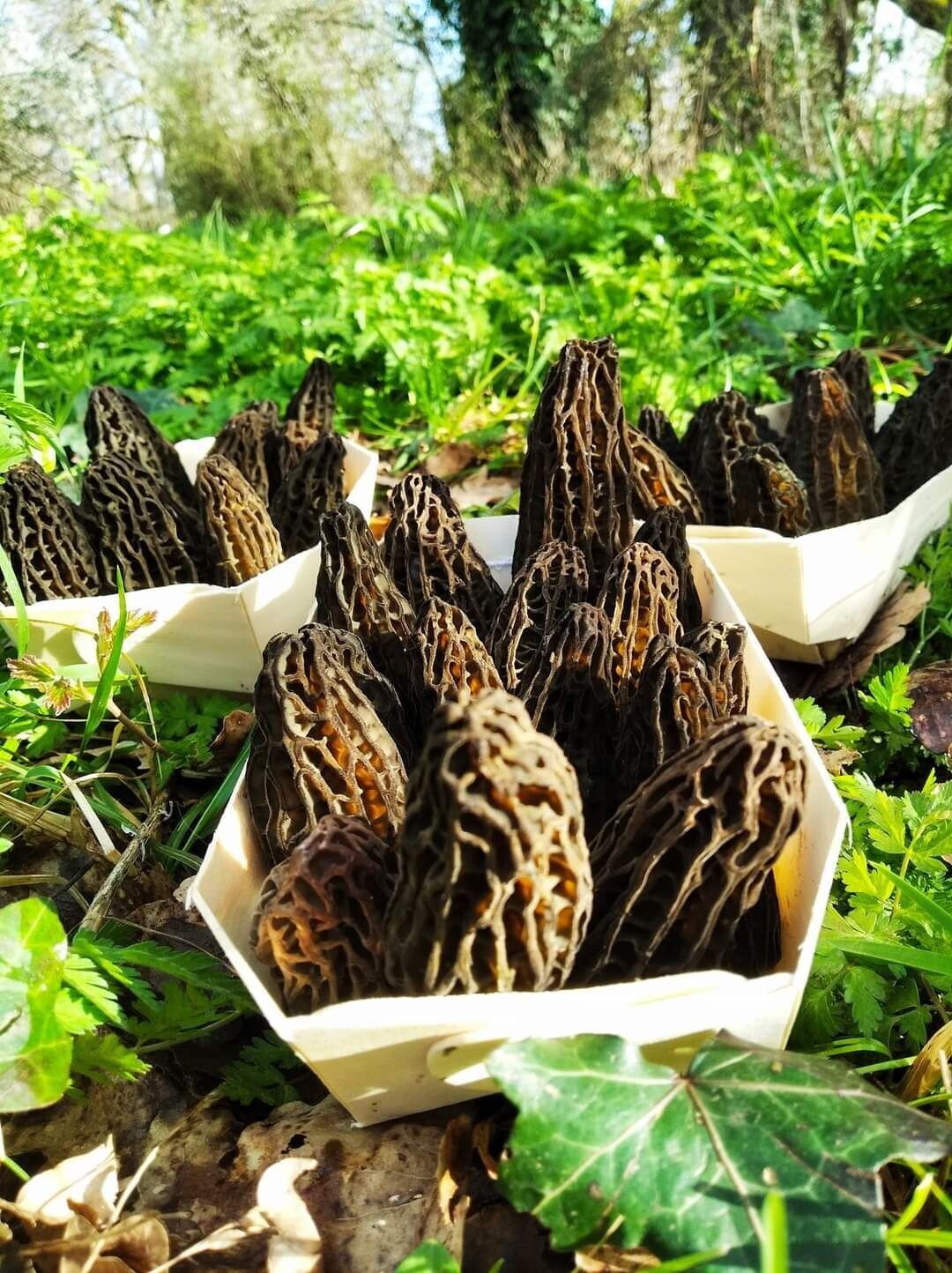 Morilles fraîches et biologique < 1KG