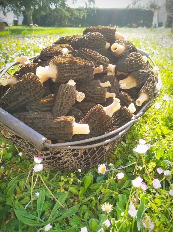 Morilles fraîches et biologique > 1KG