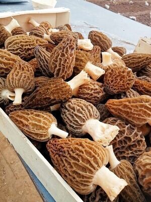 MORILLES FRAICHES