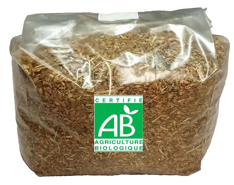 SEMIS MORILLE BIO 1 LITRE (1 à 2m² de culture)