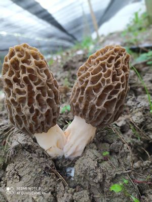 SEMENCE DE MORILLES