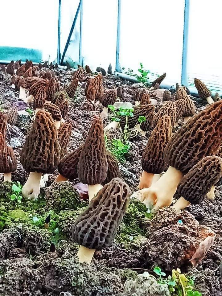 SEMIS MORILLE 37,5 LITRE (37,5 à 75m² de culture)