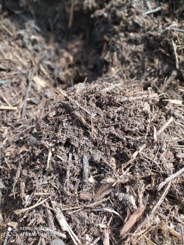 Compost spécial Morilles sac de 50L