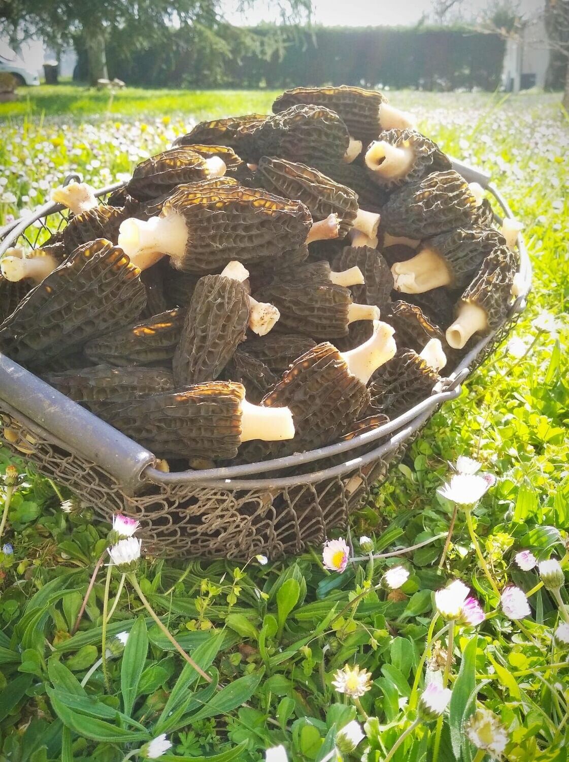 Morilles fraîches 5Kg Morilles fraîches 5Kg