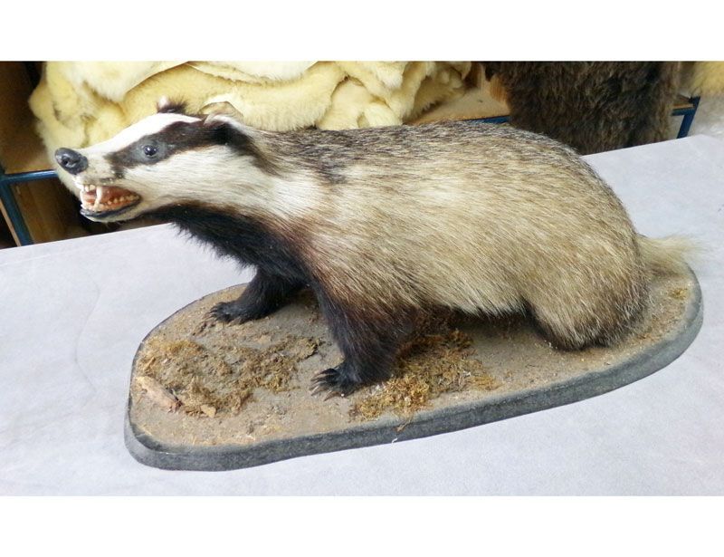 Dachspräparat (kein Versand möglich, nur Abholung!) Dachspräparat (kein Versand möglich, nur Abholung!)