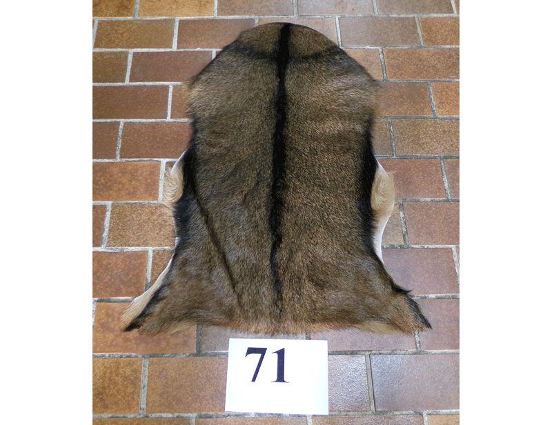 Ziegenfell Nr.71