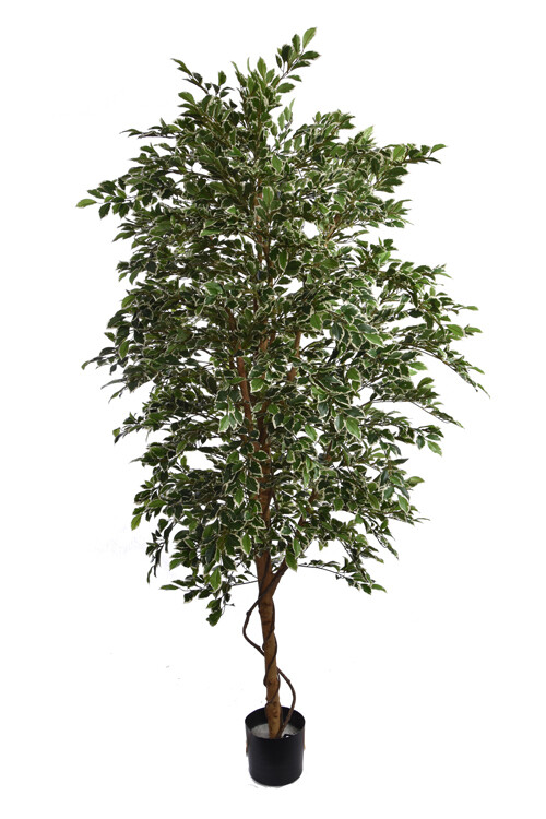 Kunstplant FICUS FOLIA A-TREE 210CM WHITE GREEN