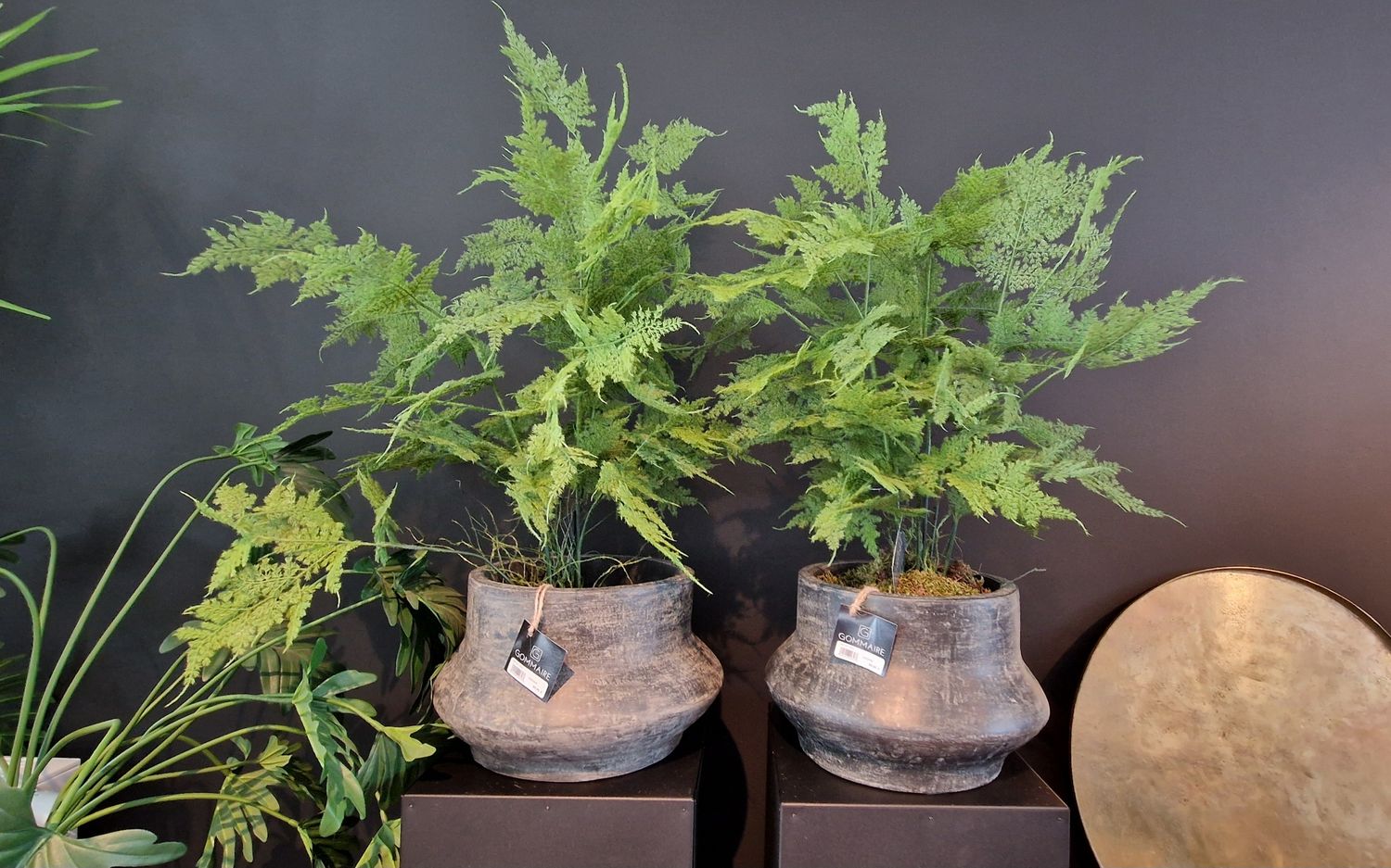 Asparagus plant 90cm
