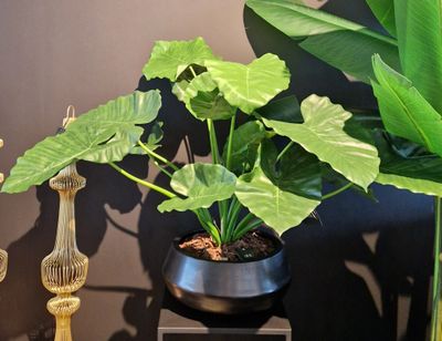 Alocasia Calidora