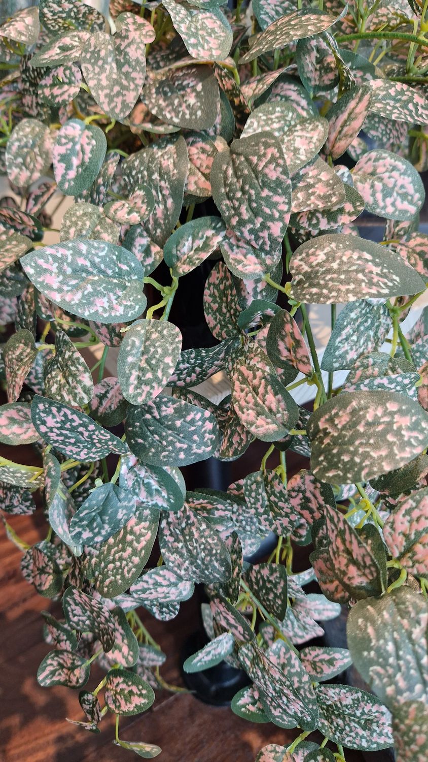 Mini Hypoestes