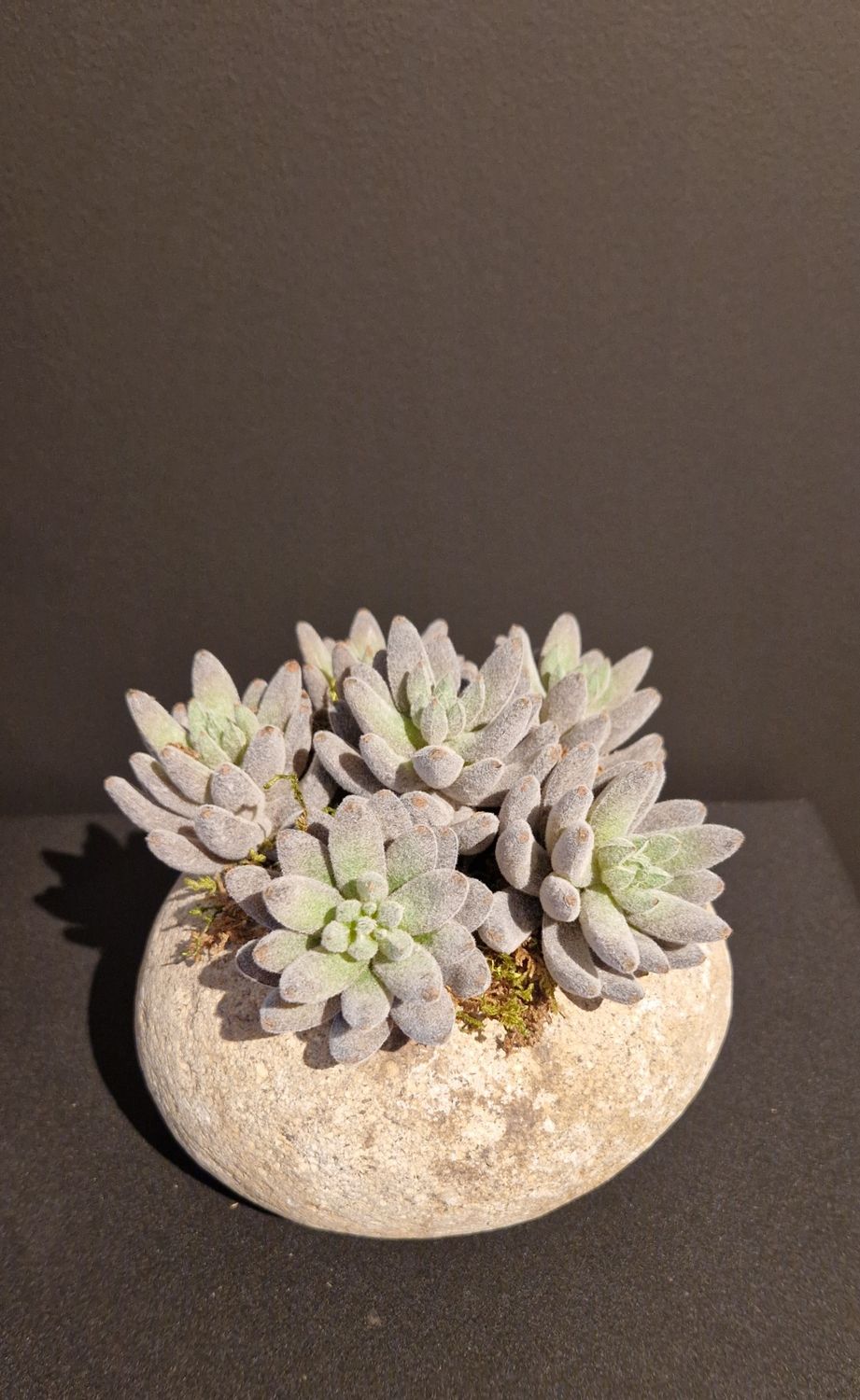 Pot kei met groene vetplantjes