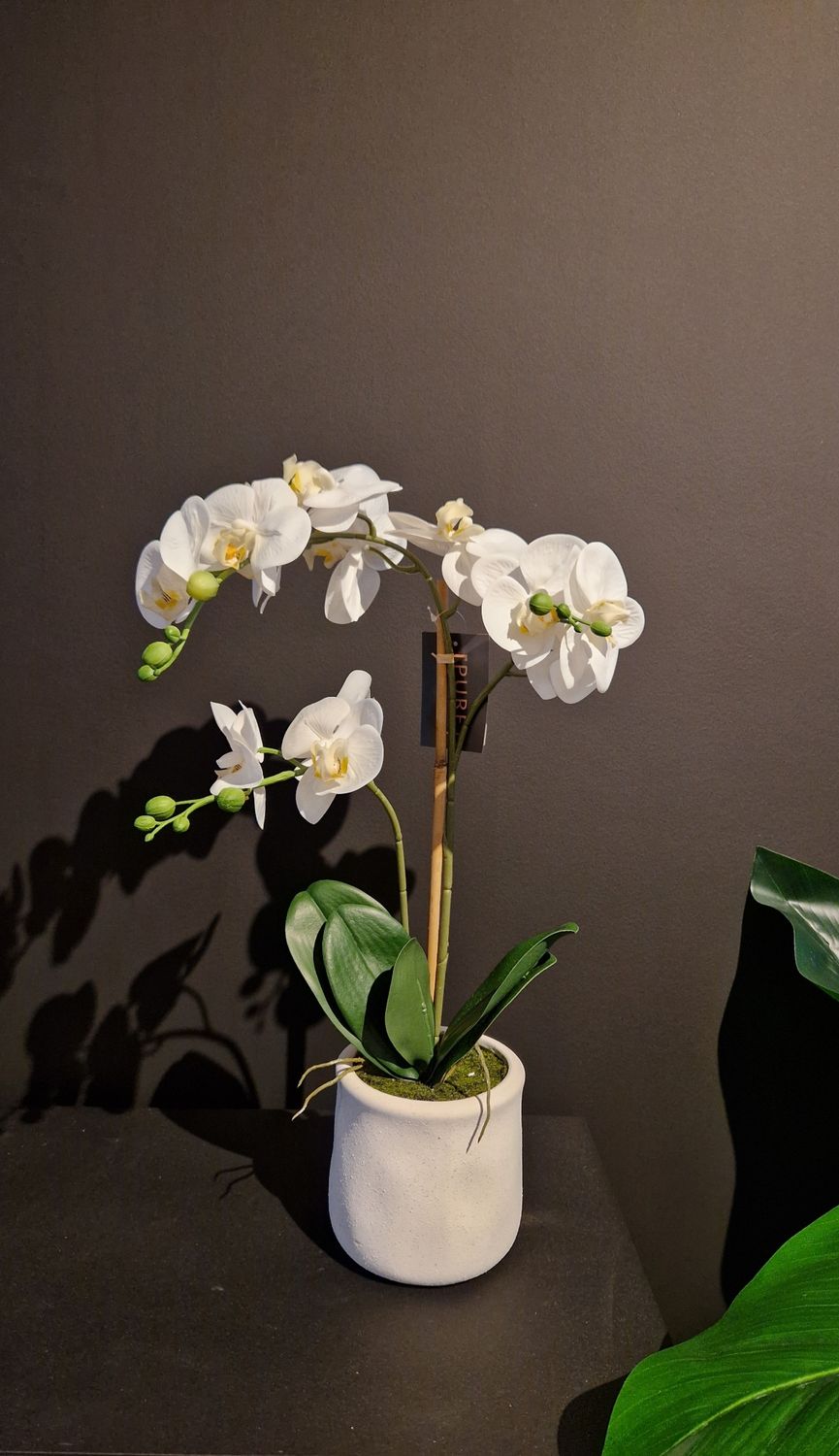 Orchidee met 2 bloemtakken in pot 55cm wit