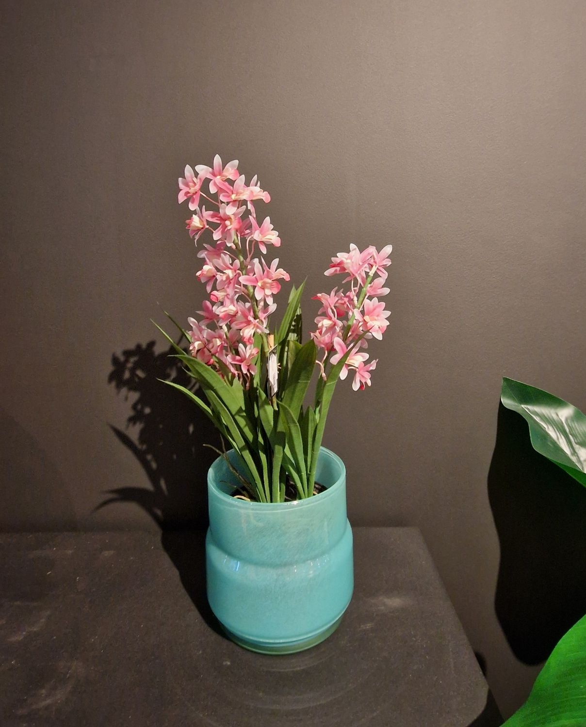 Cymbidium Orchidee 60cm roze
