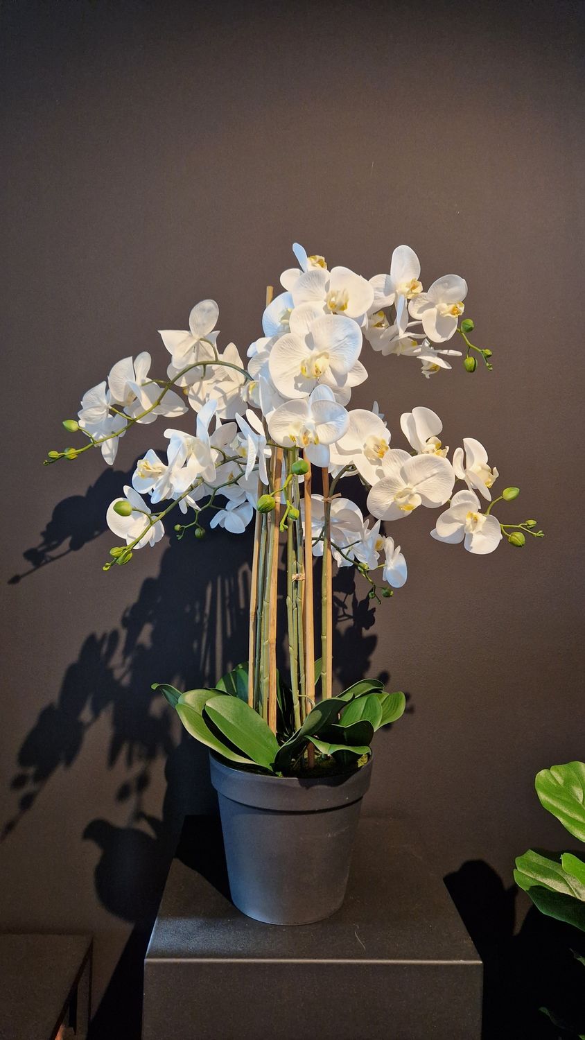 Orchidee met 8 bloemtakken in pot 90cm wit