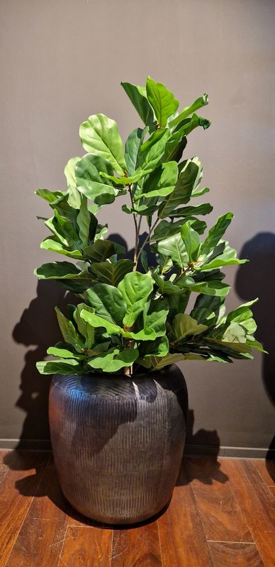 Kamerplanten groot