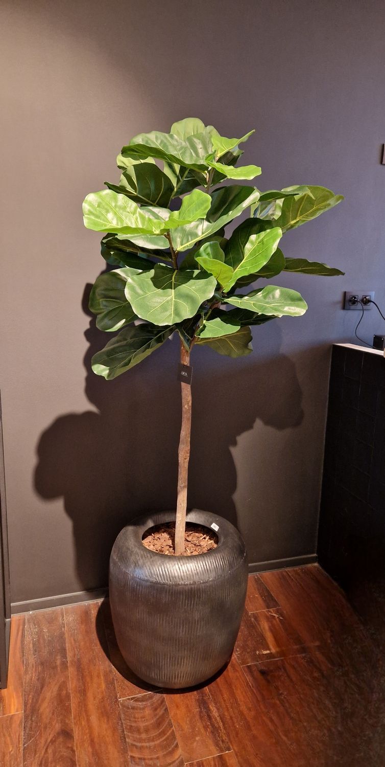 Ficus Lyrata op stam 170cm