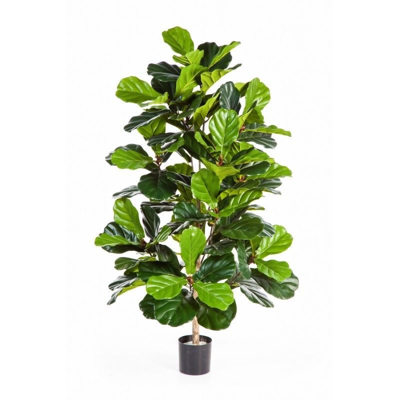 Ficus Lyrata Bush Tree 130cm